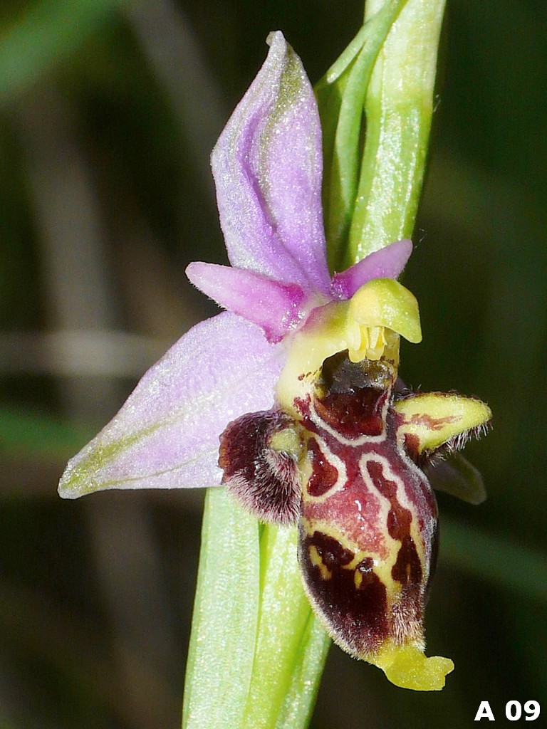 Ophrys dinarica (=Ophrys personata)  in Abruzzo